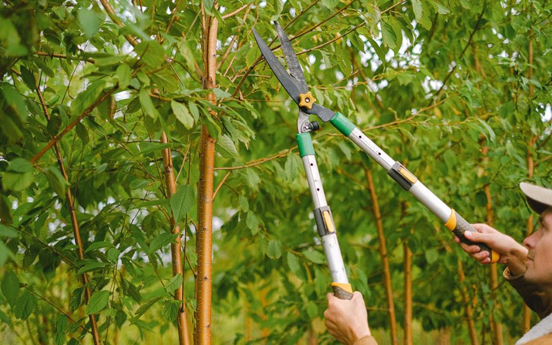 Tree trimming in South Sioux City, NE